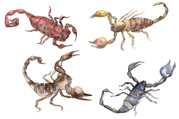 Animal Scorpion Watercolor: Crafting a Wild, Artistic Brand Identity