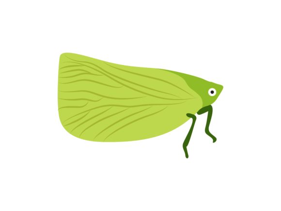 Katydid Insect Animal: A Design Asset for Nature-Inspired Projects